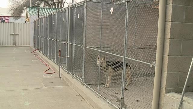 front-street-animal-shelter.jpg 