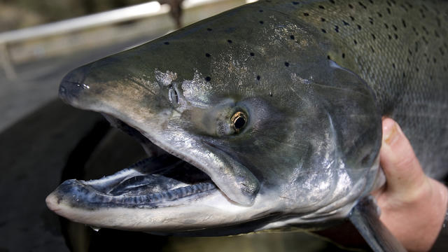 Jumping Endangered Salmon 